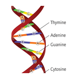 DNA bases