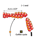 actin ADP