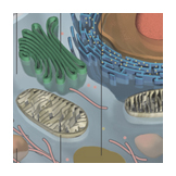 animal cell