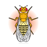 bee genetics