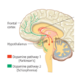 brain dopamine