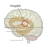 brains