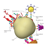 cell adhesion