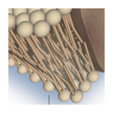 cell wall