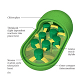chloroplast