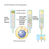 chromatography