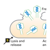 e. coli