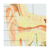 ear sectioned