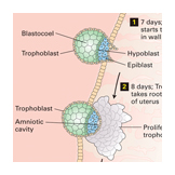 embryo implanted