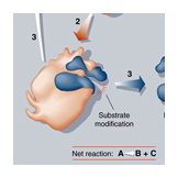 enzyme product