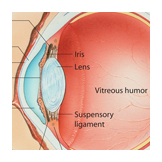 eye sectioned