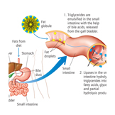 fat globule