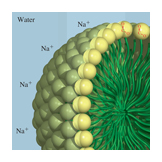 hydrophilic