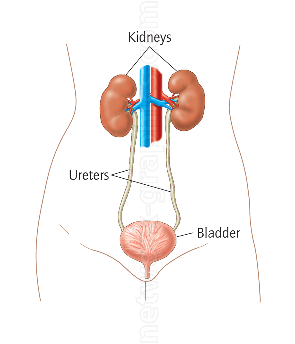 where are my kidneys diagram biology textbook illustration portfolio gallery of where are my kidneys diagram biology textbook illustration portfolio gallery of