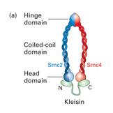 kleisin chromatin