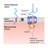 membrane transport