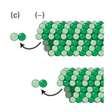 microtubules