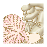 midbrain medulla