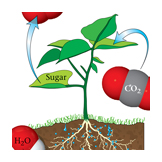photosynthesis