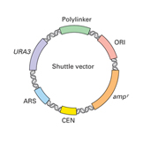 recombinant