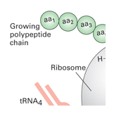 ribosome