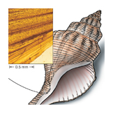 shell scale