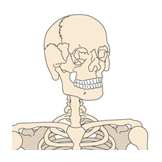 skeleton