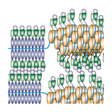 telomeric DNA