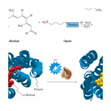 rhodopsin