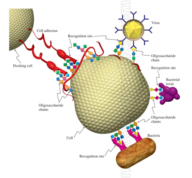 Cell adhesion and molecular recognition with bacteria and virus ...