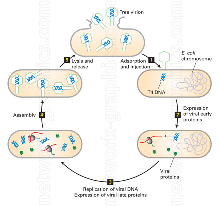 Lytic cycle of T4 bacteriophage infecting E. coli with DNA replication ...